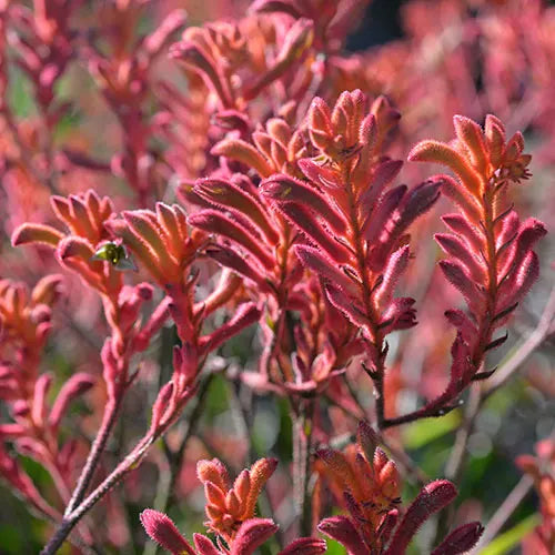 Anigozanthos ‘RAMBOCORA’ (Bush Coral Kangaroo Paw)