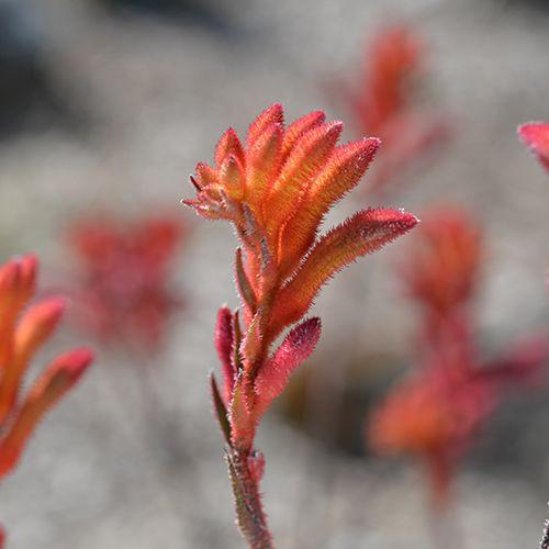Anigozanthos ‘RAMBOCORA’ (Bush Coral Kangaroo Paw)