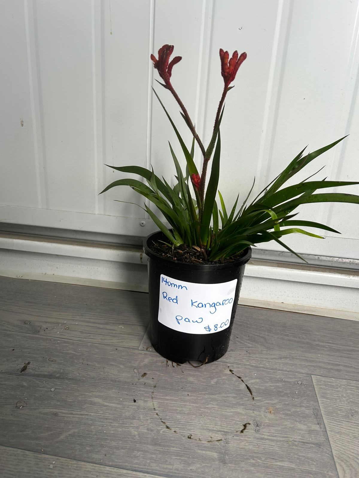 Anigozanthos (Red Kangaroo Paw) CLEARANCE