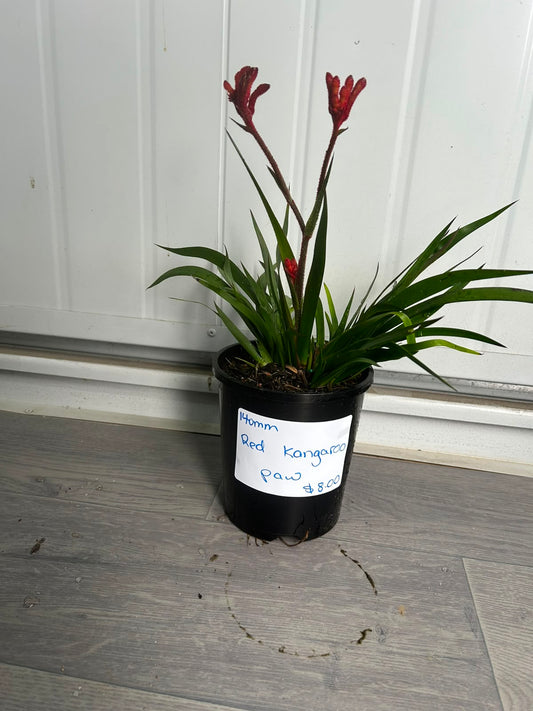 Anigozanthos (Red Kangaroo Paw) CLEARANCE