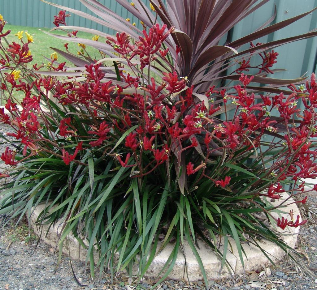 Anigozanthos Hybrid ‘Ruby Velvet’ (Ruby Velvet Kangaroo Paw)