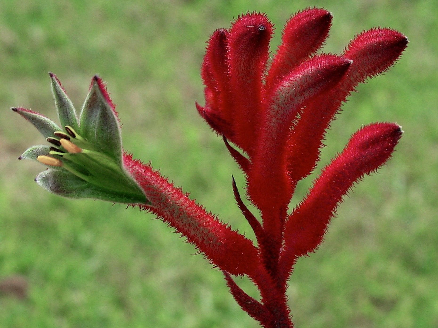 Anigozanthos Hybrid ‘Ruby Velvet’ (Ruby Velvet Kangaroo Paw)