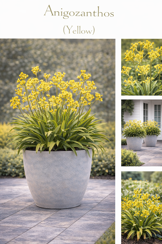 Anigozanthos (Yellow)