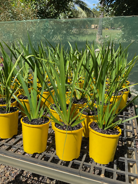 Anigozanthos ‘Yellow Gem’ (Kangaroo Paw)