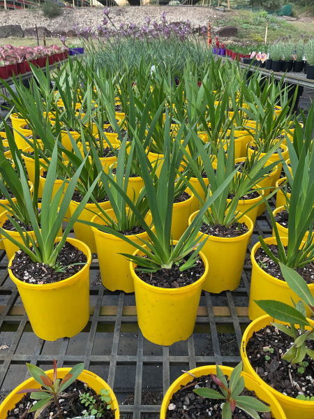 Anigozanthos ‘Yellow Gem’ (Kangaroo Paw)