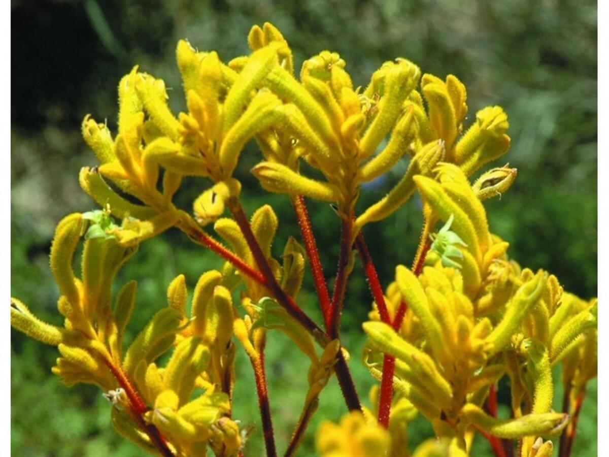 Anigozanthos ‘Yellow Gem’ (Kangaroo Paw)