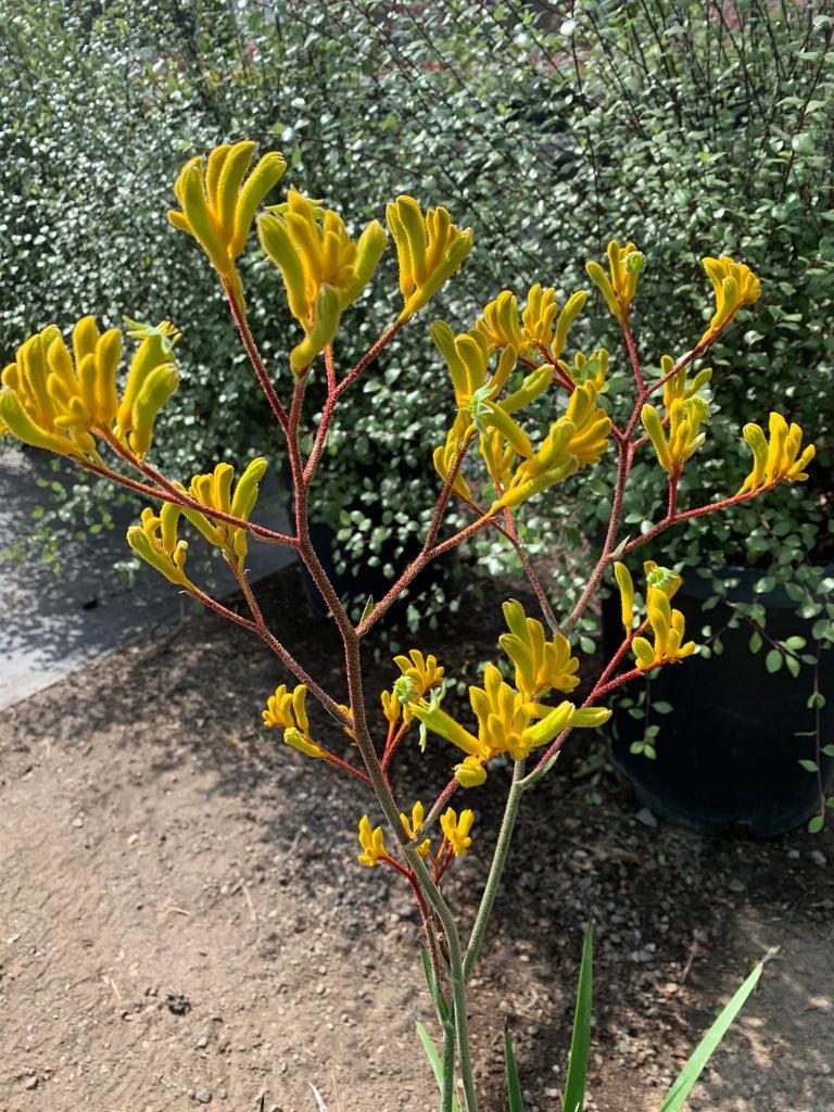 Anigozanthos ‘Yellow Gem’ (Kangaroo Paw)