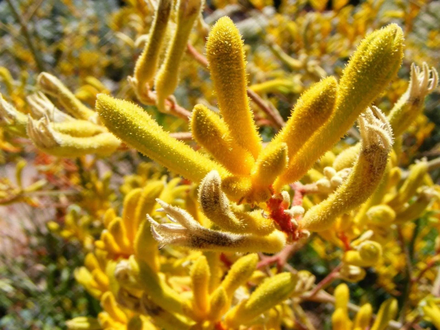Anigozanthos ‘Yellow Gem’ (Kangaroo Paw)