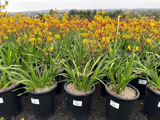 Anigozanthos (Yellow)