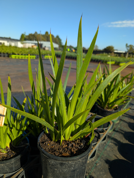 Anigozanthos (Yellow)