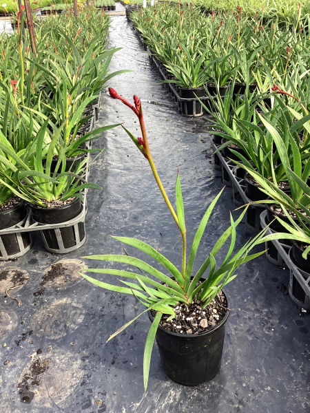 Anigozanthos Hybrid ‘Ruby Velvet’ (Ruby Velvet Kangaroo Paw)