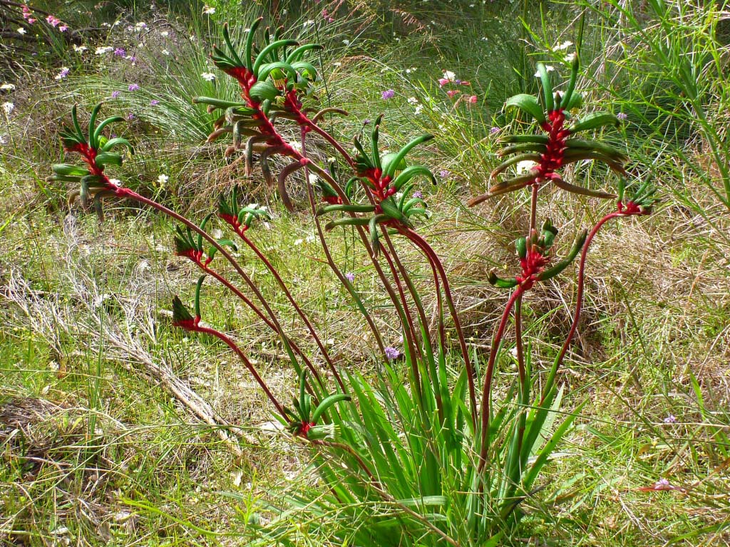 Anigozanthos Manglesii (Mangles Kangaroo Paw)