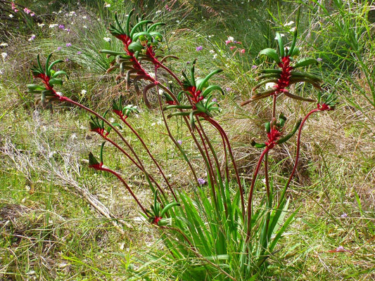 Anigozanthos Manglesii (Mangles Kangaroo Paw)