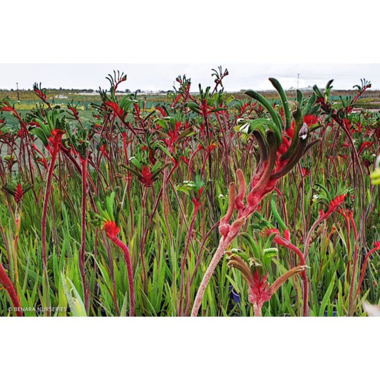 Anigozanthos Manglesii (Mangles Kangaroo Paw)