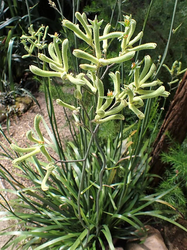 Anigozanthos flavidus Green Form (Green Kangaroo Paw)
