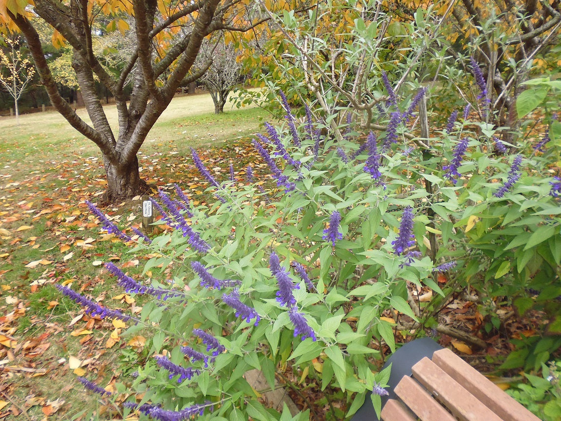 Salvia ‘Anthony Parker’ (Anthony Parker Sage)