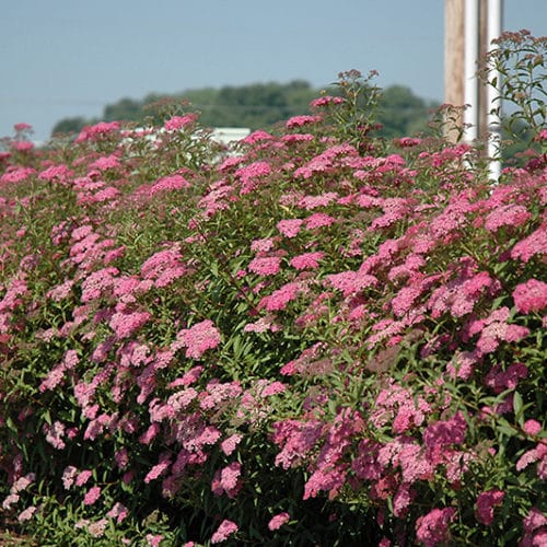 Spiraea Anthony Waterer – Red May (Anthony Waterer Spiraea)