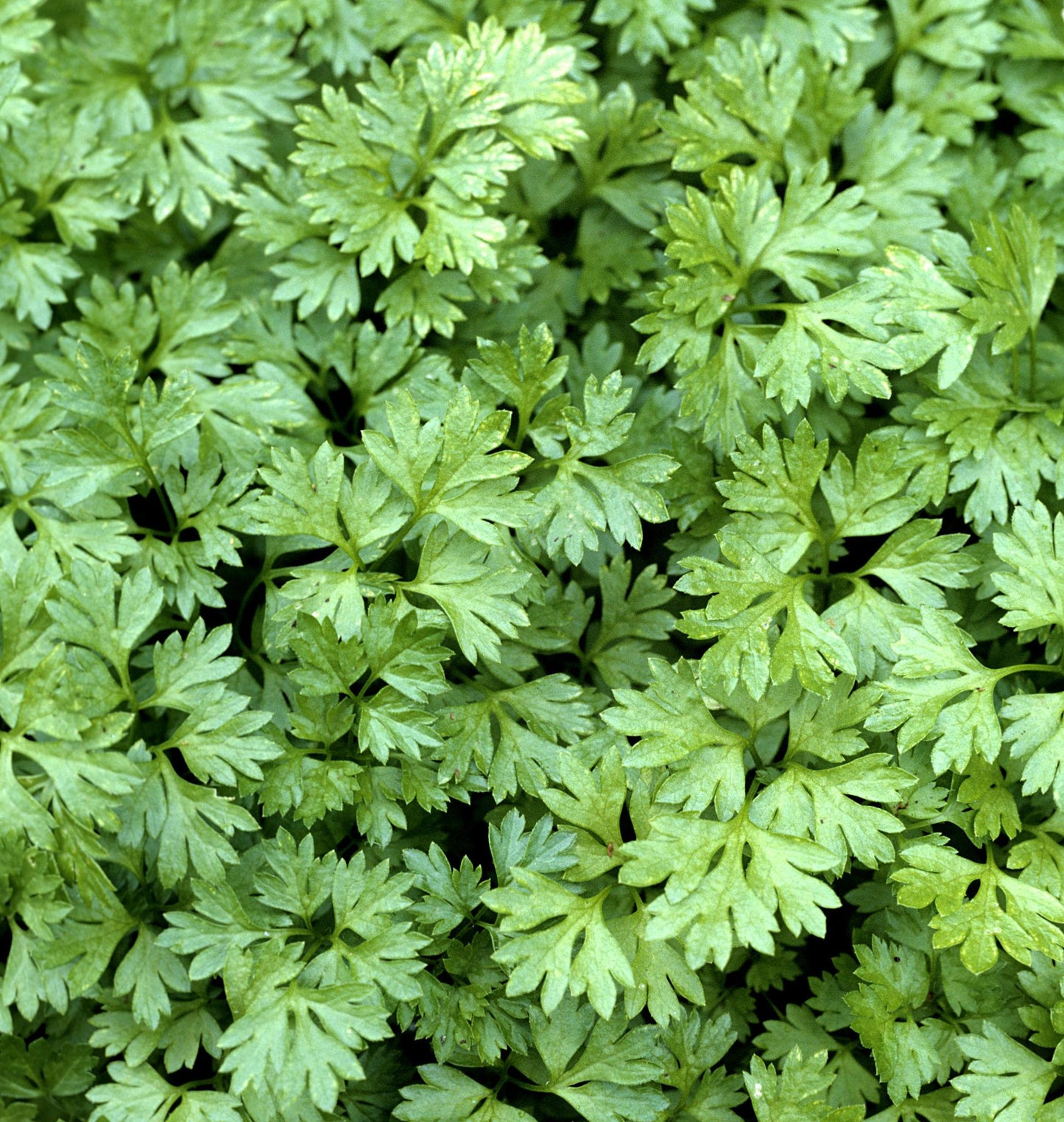 Anthriscus Cerefolium (Chervil)