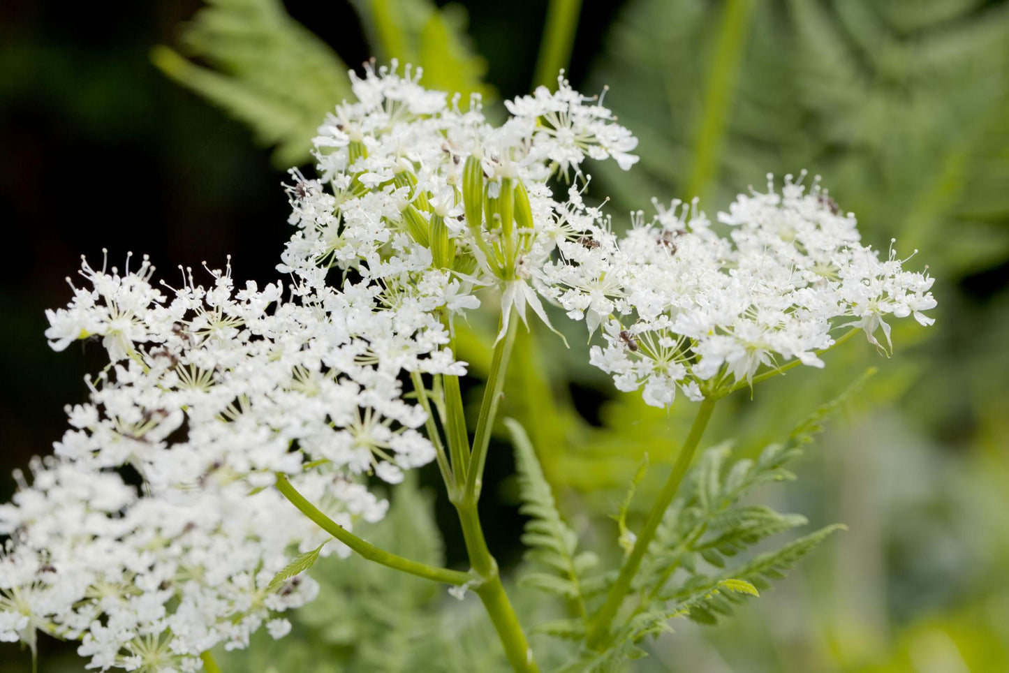 Anthriscus Cerefolium (Chervil)