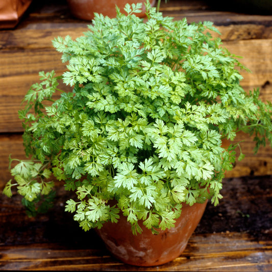 Anthriscus Cerefolium (Chervil)