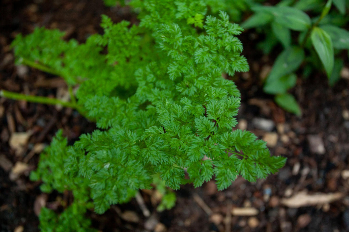 Anthriscus Cerefolium (Chervil)