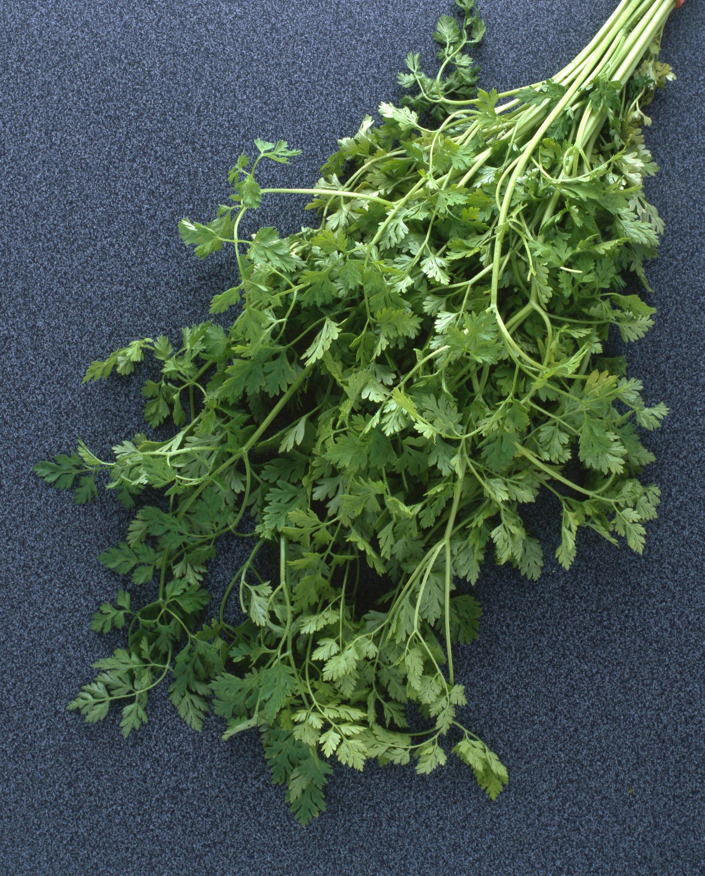 Anthriscus Cerefolium (Chervil)
