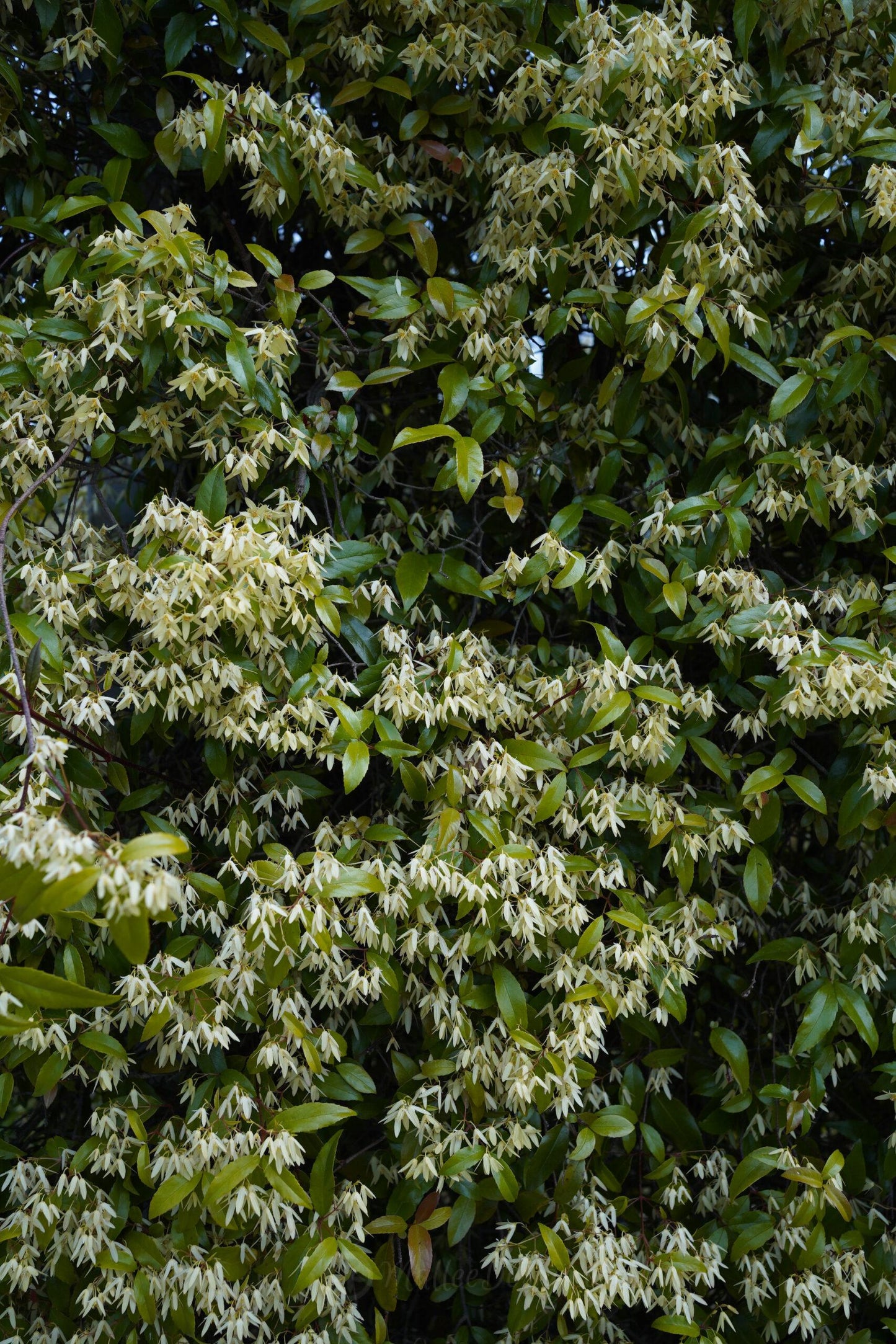Aphanopetalum Resinosum (Gum Vine)