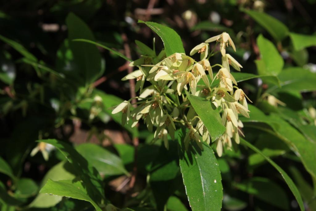 Aphanopetalum Resinosum (Gum Vine)