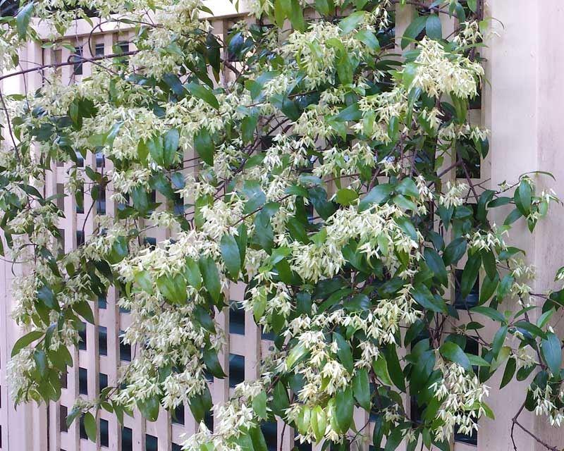 Aphanopetalum Resinosum (Gum Vine)