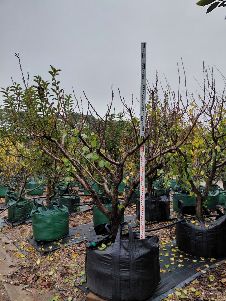 Prunus Armeniaca ‘Moorpark’ (Moorpark Apricot)
