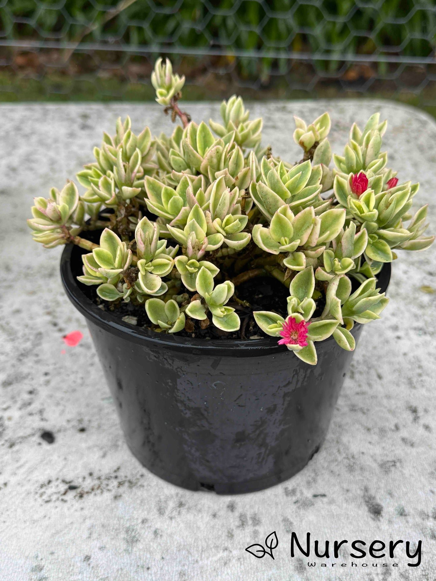 Aptenia Cordifolia Variegata
