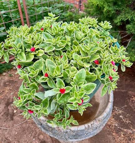 Aptenia Cordifolia ‘Variegata’ (Variegated Baby Sunrose)