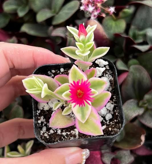 Aptenia Cordifolia ‘Variegata’ (Variegated Baby Sunrose)