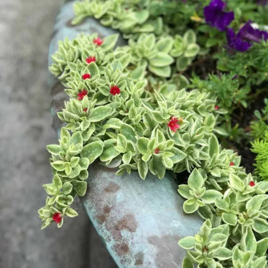Aptenia Cordifolia ‘Variegata’ (Variegated Baby Sunrose)