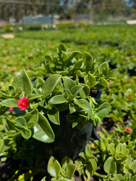 Aptenia Cordifolia (Baby Sunrose)