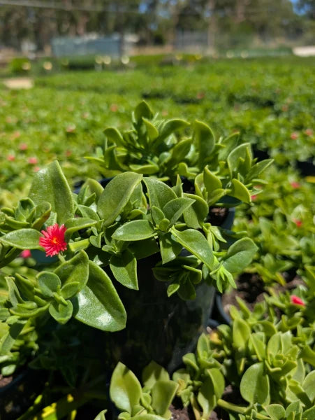 Aptenia Cordifolia 'Rosea' (Rosea Baby Sunrose)