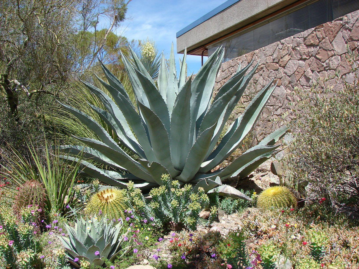Agave Salmiana (Giant Agave)