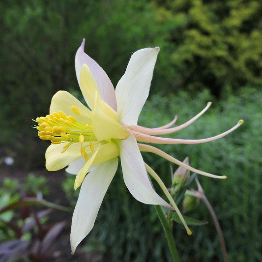 Aquilegia Caerulea 'Songbird Goldfinch' (Goldfinch Granny's Bonnet)
