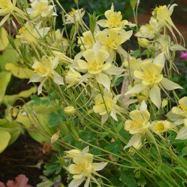 Aquilegia Caerulea 'Songbird Goldfinch' (Goldfinch Granny's Bonnet)