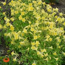 Aquilegia Chrysantha ‘Goldfinch’ (Goldfinch Columbine)