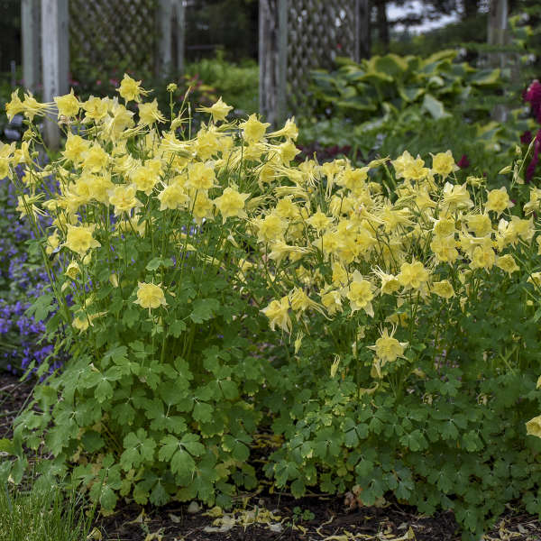 Aquilegia Chrysantha ‘Goldfinch’ (Goldfinch Columbine)
