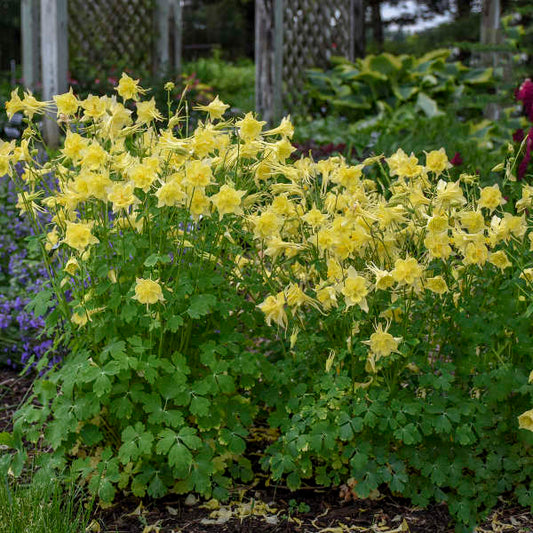Aquilegia Chrysantha ‘Goldfinch’ (Goldfinch Columbine)