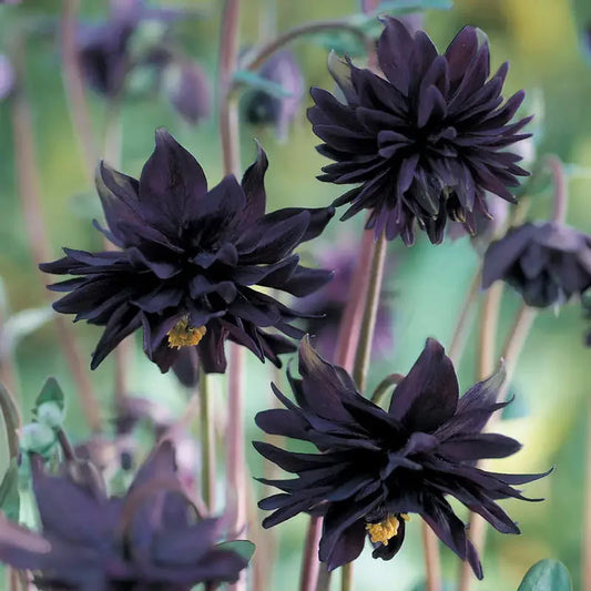 Aquilegia Vulgaris ‘Barlow Black’ (Black Columbine)