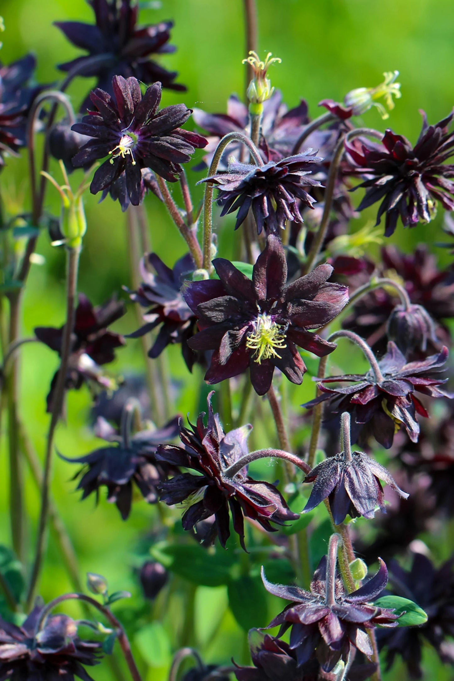 Aquilegia Vulgaris ‘Barlow Black’ (Black Columbine)
