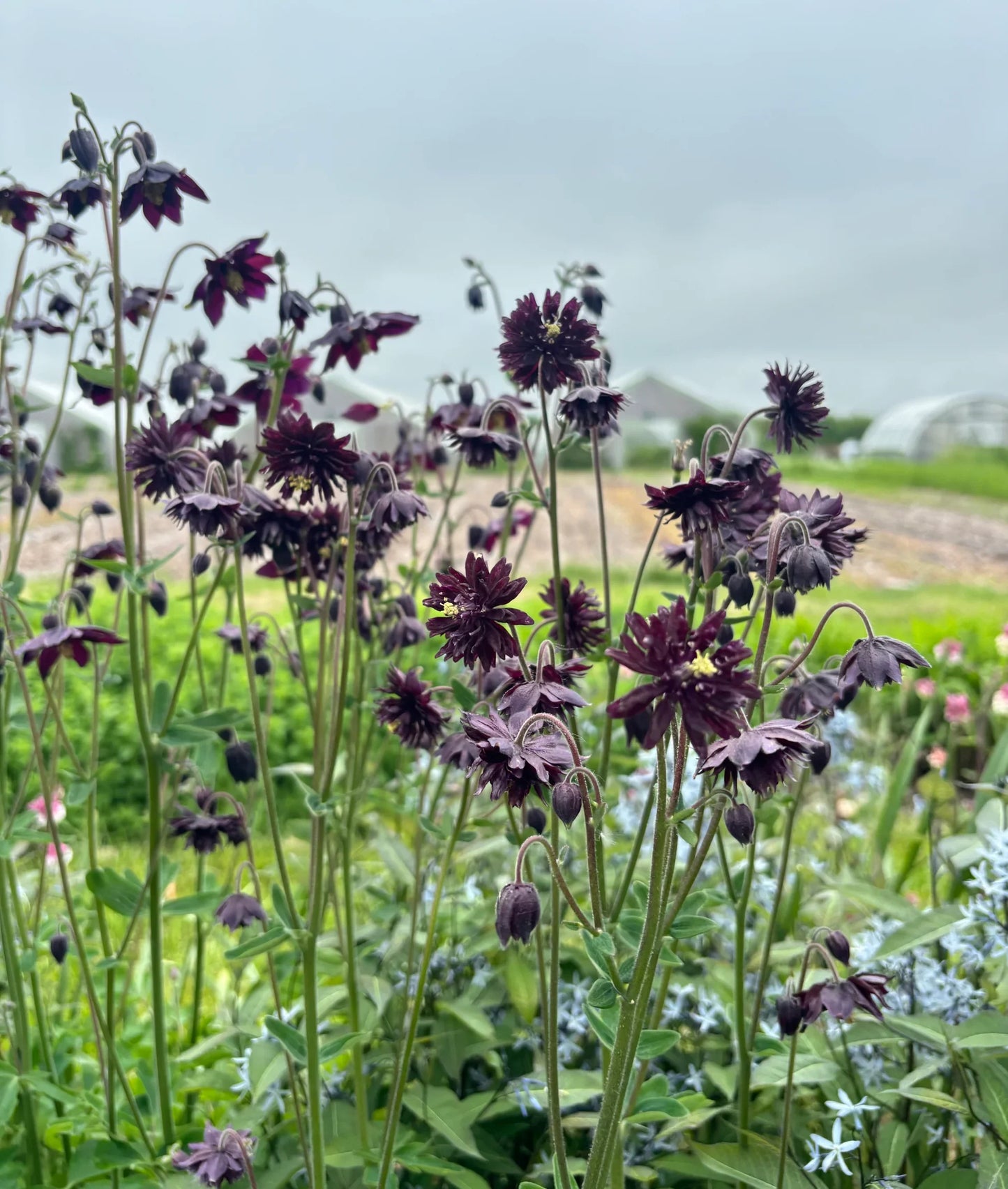 Aquilegia Vulgaris ‘Barlow Black’ (Black Columbine)