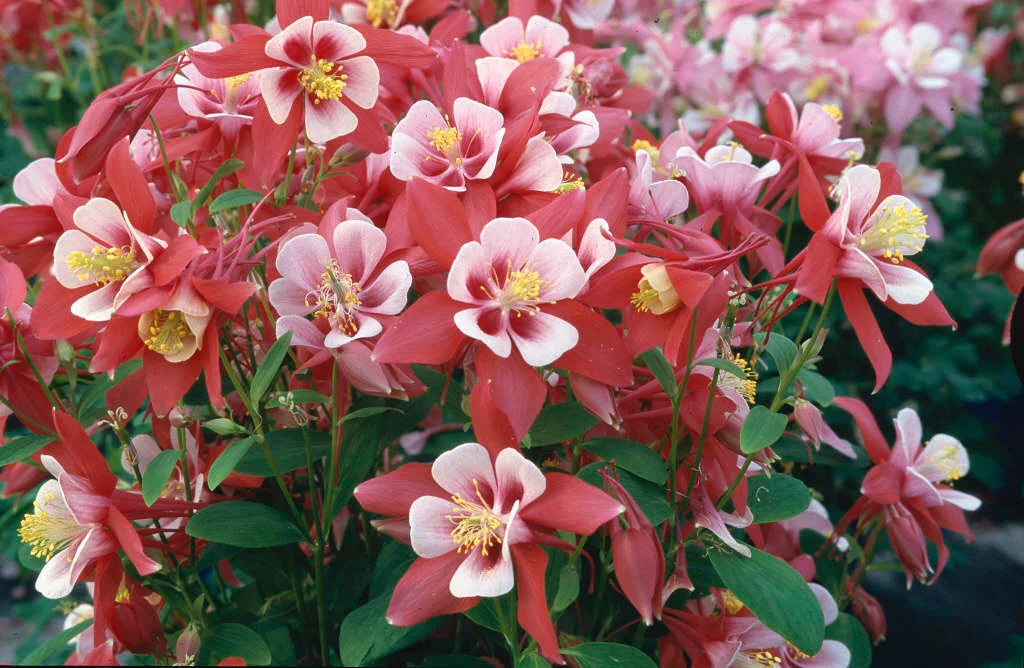 Aquilegia X Caerulea ‘Origami Red And White’ (Columbine)