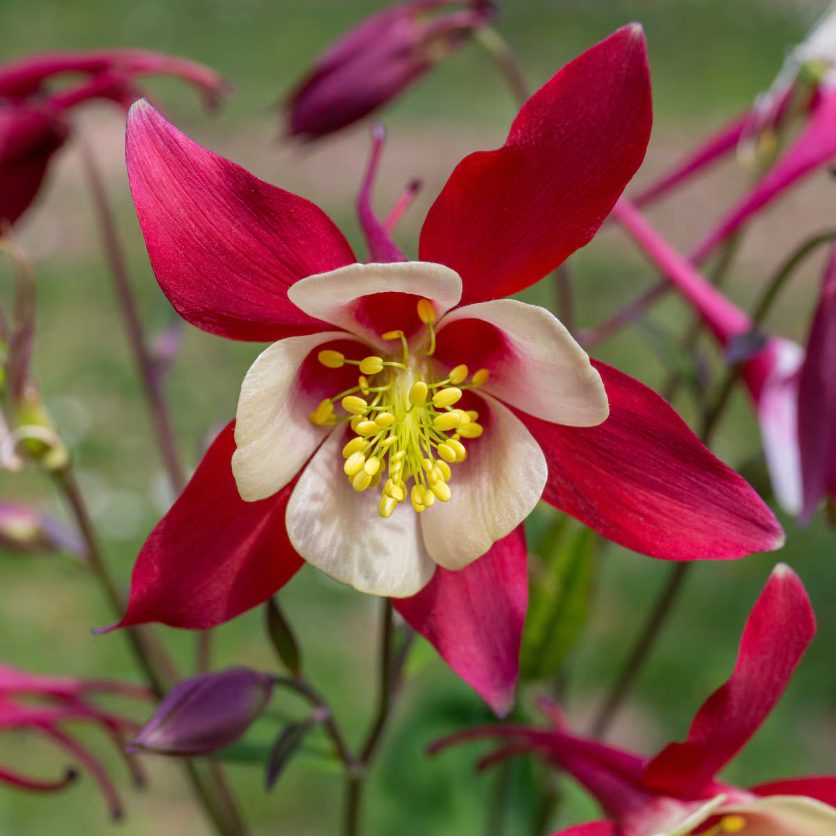 Aquilegia X Caerulea ‘Origami Red And White’ (Columbine)