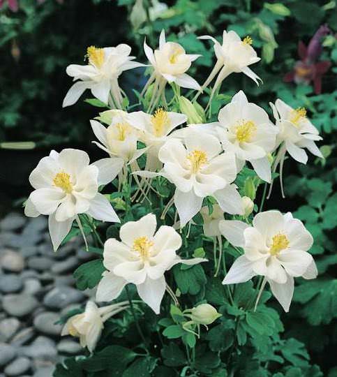 Aquilegia X Caerulea ‘Origami White’ (Columbine)