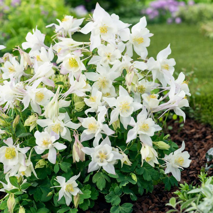 Aquilegia X Caerulea ‘Origami White’ (Columbine)