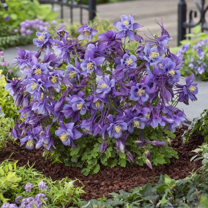 Aquilegia ‘Origami Purple And Blue’ (Columbine)